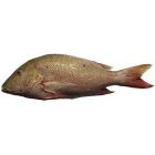Pargo entero eviscerado (4-6 kg)